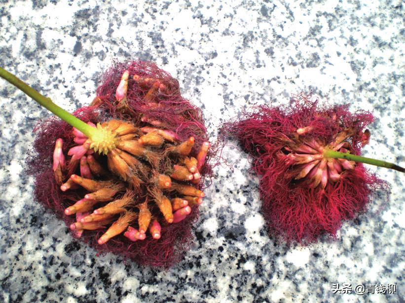 红毛丹的养殖方法和注意事项,南美红绒球适合大盆养殖吗