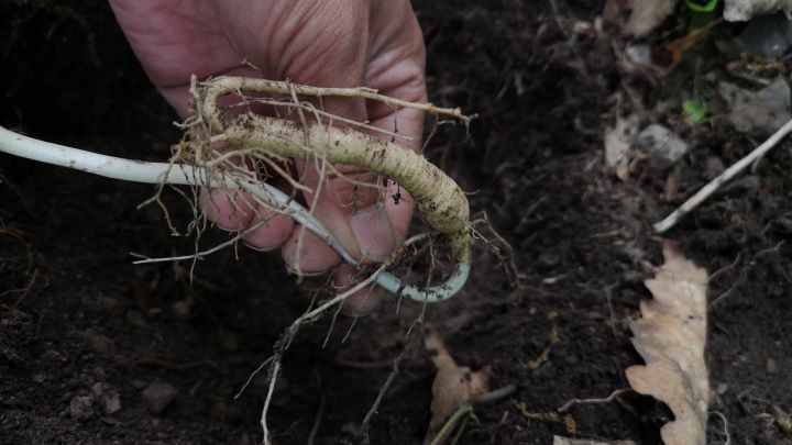 同仁堂的人参质量怎么样，国内哪个牌子的人参信得过？