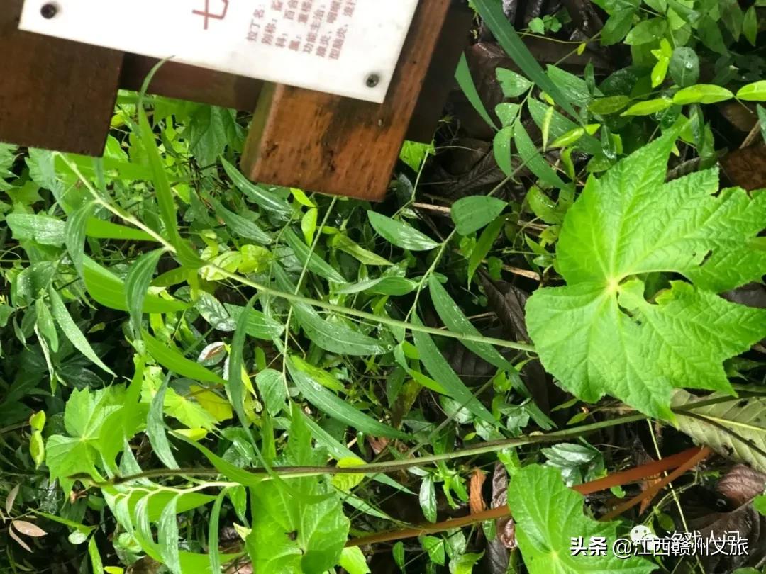 赣州亚马逊电商平台概念,赣州有亚马逊吗