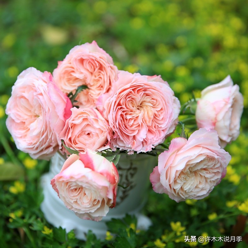 阳光不充足养什么绿植,阳光不足的阳台养什么花