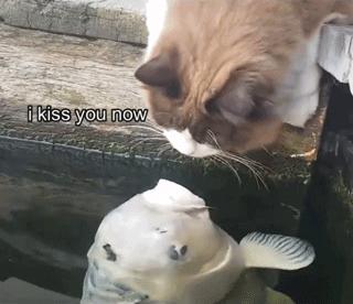 拥有“私家园林”，游遍世界各地，这些猫咪的生活太让人羡慕了吧