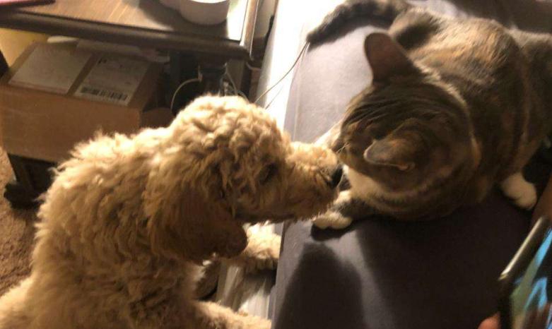 布偶猫夏天掉毛严重怎么办,夏天猫掉毛很厉害怎么办