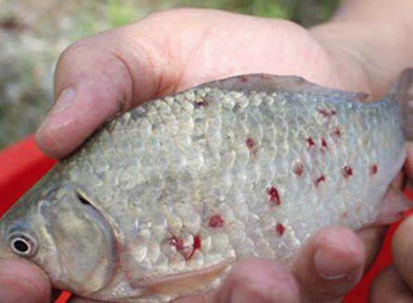 锚头鳋用什么药不伤鱼,锚头蚤怎么杀灭