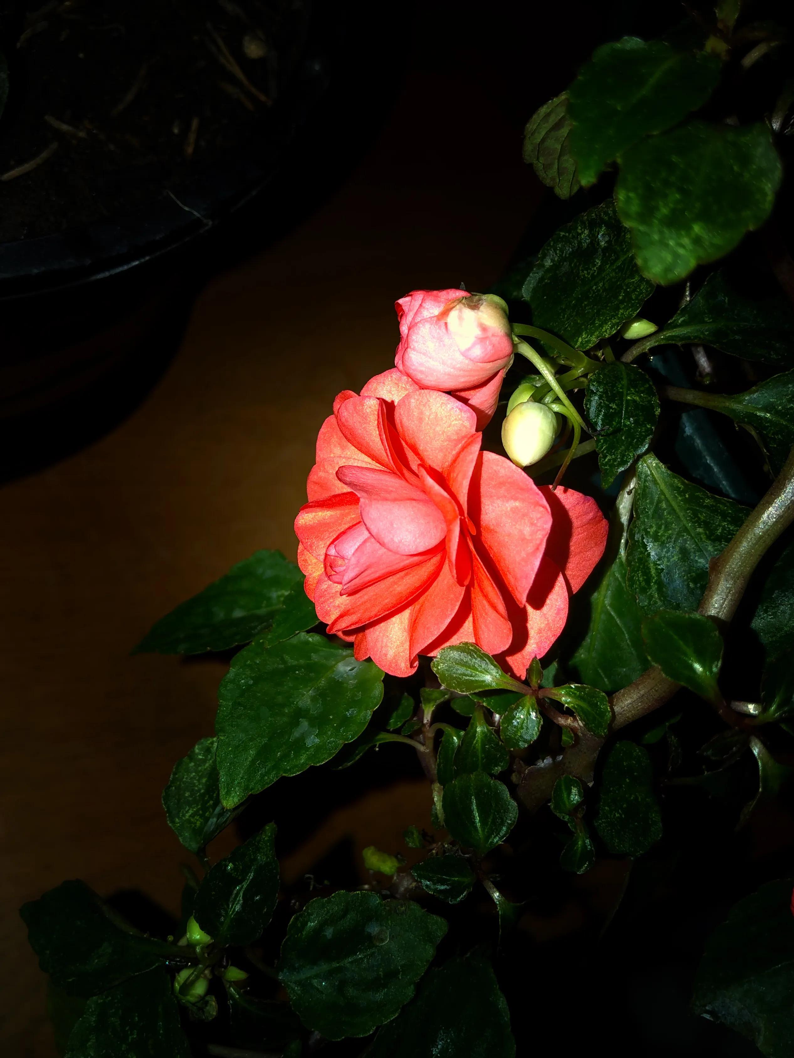 冬日里的鲜花依然盛开,冬日里盛开的第一朵鲜花