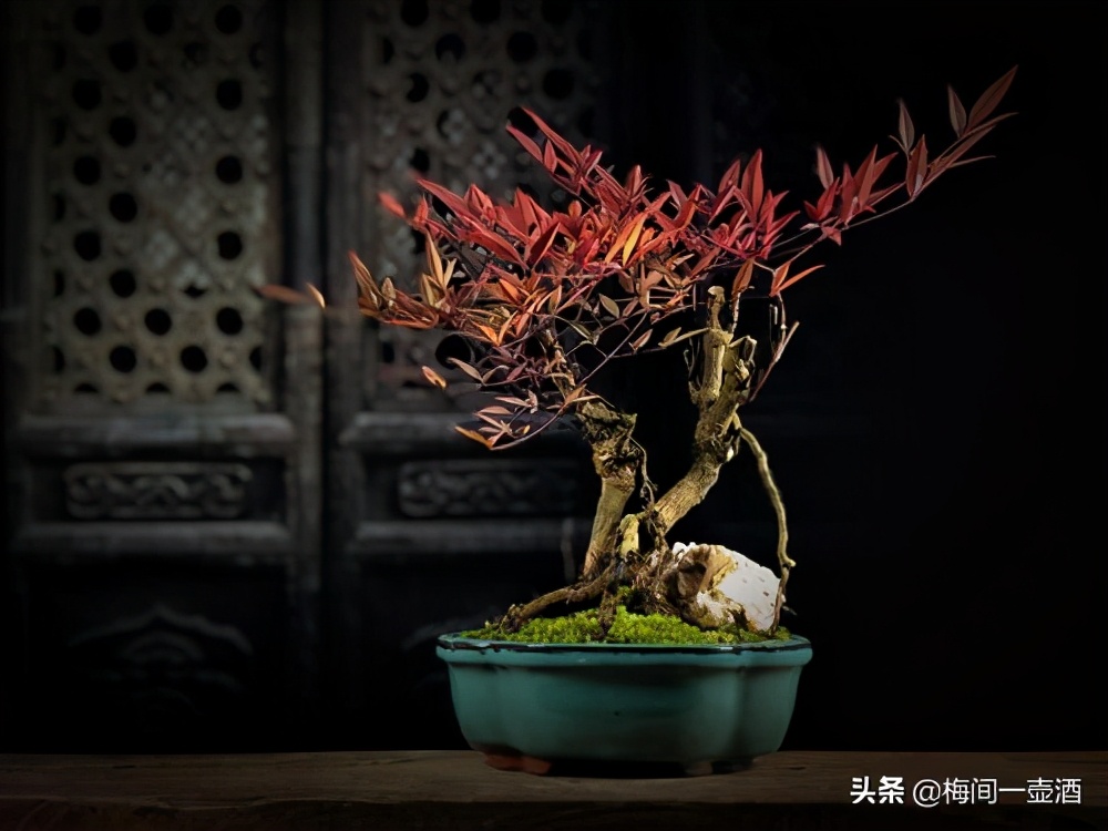 怎样让南天竹主干变粗,怎样让火焰南天竹更红