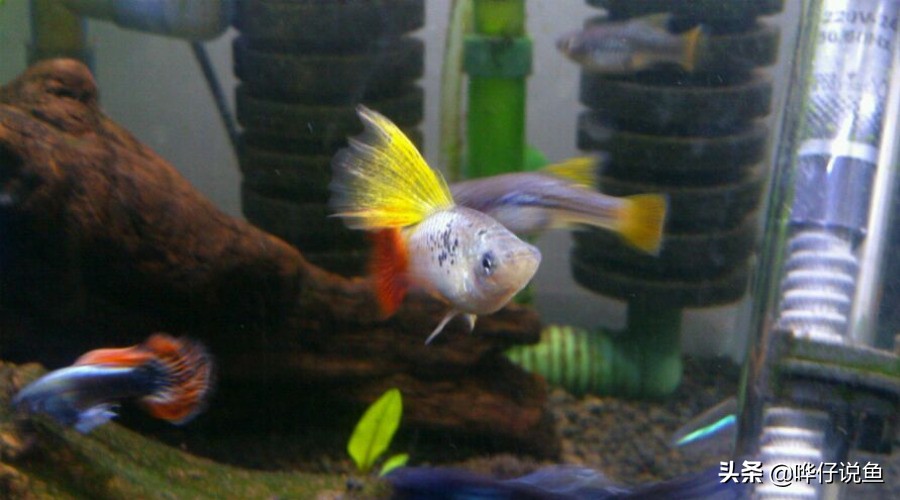 两种小型观赏鱼，引出一个难解的谜题，困扰了我3年，你有答案吗