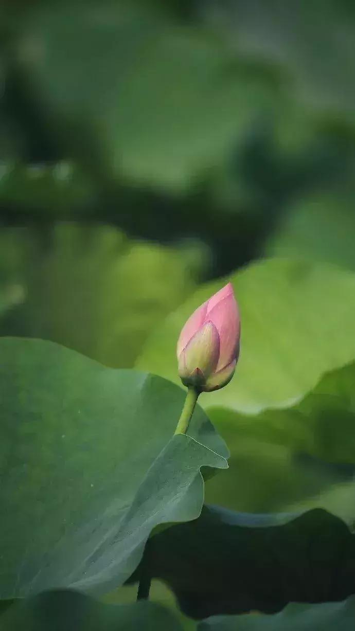 中国著名赏荷胜地,中国最著名的十大赏荷地