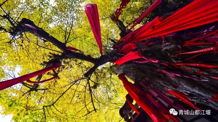 坐上公交去旅行!跟着这条101路线,带你玩遍大半个都江堰~一站一景,吃喝玩乐一网打尽!