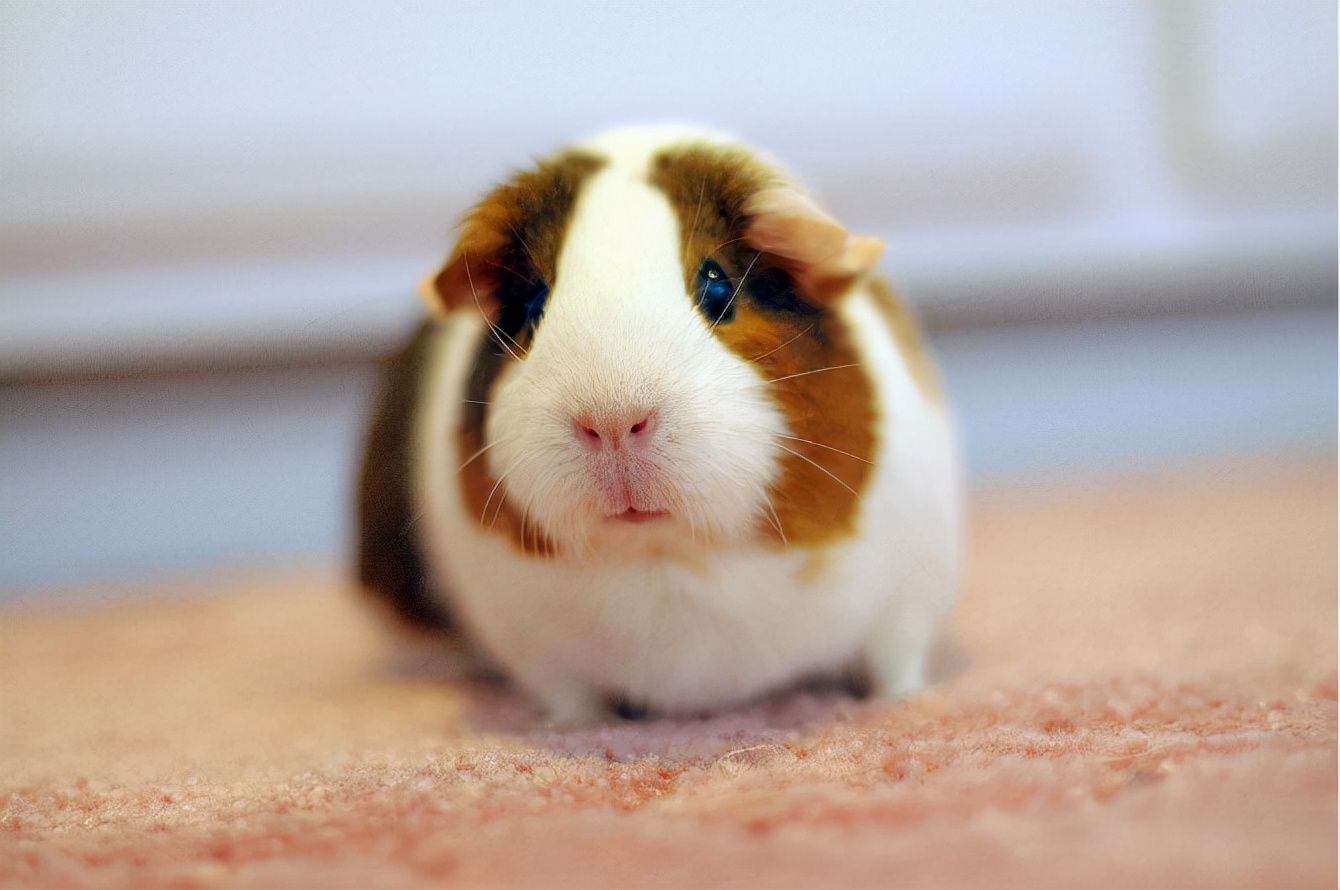 荷兰猪拉稀是黑水吗,为什么荷兰猪拉稀一天就死了