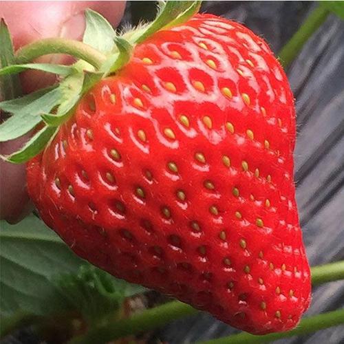 如何在网上买到真草莓,怎么在网上买正宗丹东草莓