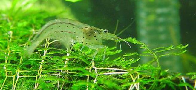 水草缸如何开缸造景,新手水草缸开缸及养水步骤