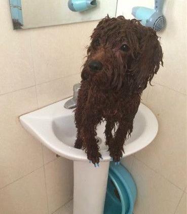 新手饲养泰迪犬的四大注意事项,新手养泰迪犬需要注意些什么