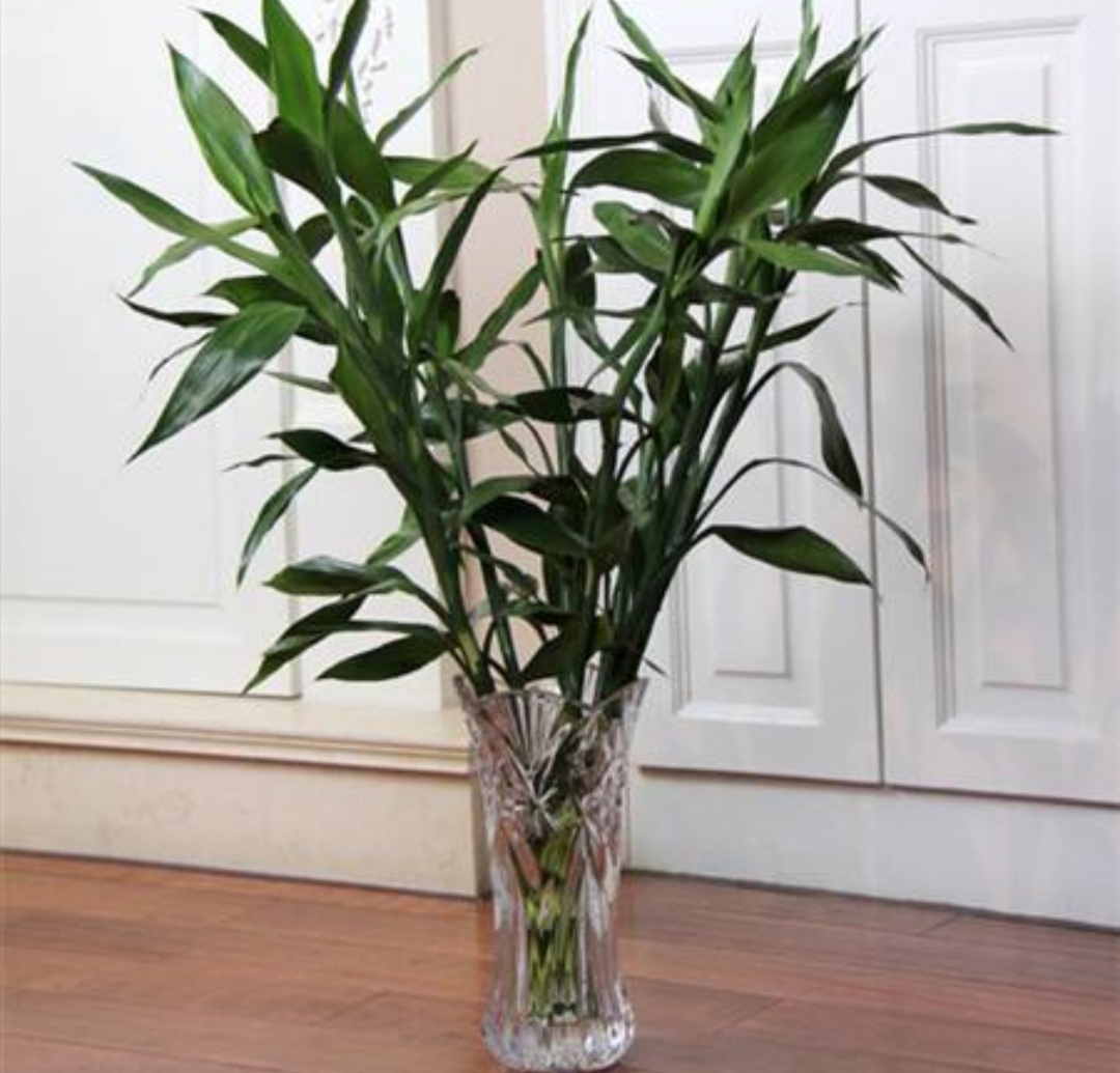 富贵竹用塑料桶养可以吗,富贵竹用塑料桶可以养吗