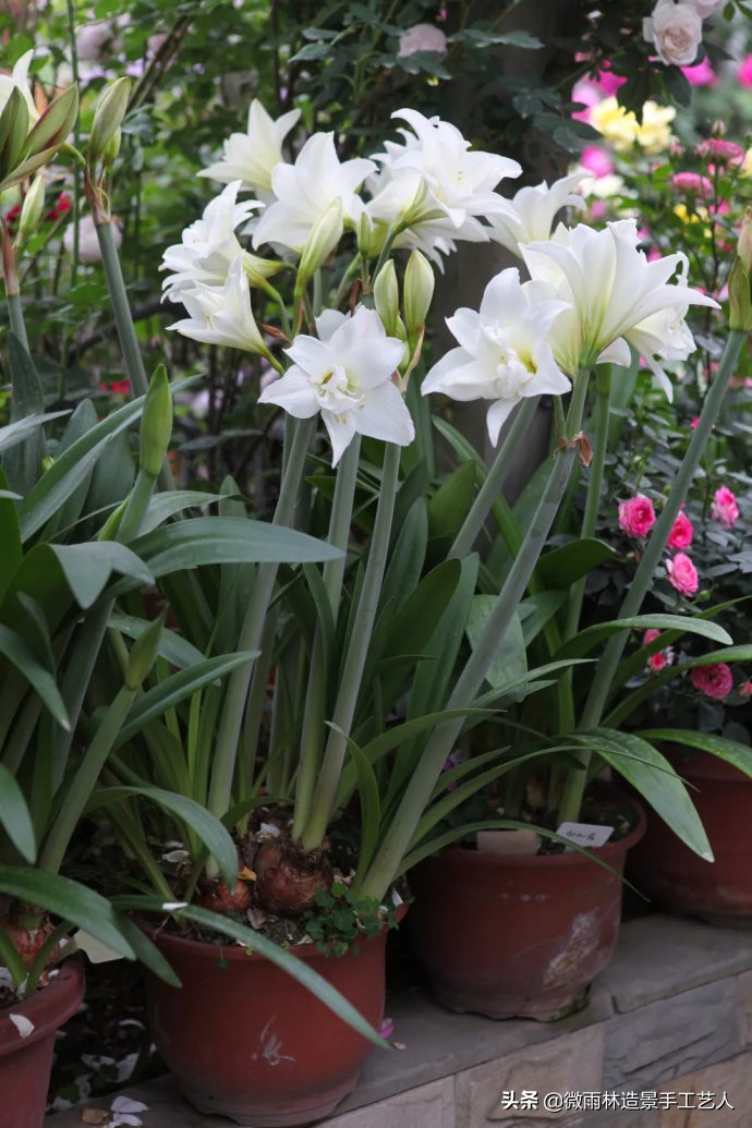 教你让朱顶红爆盆技巧