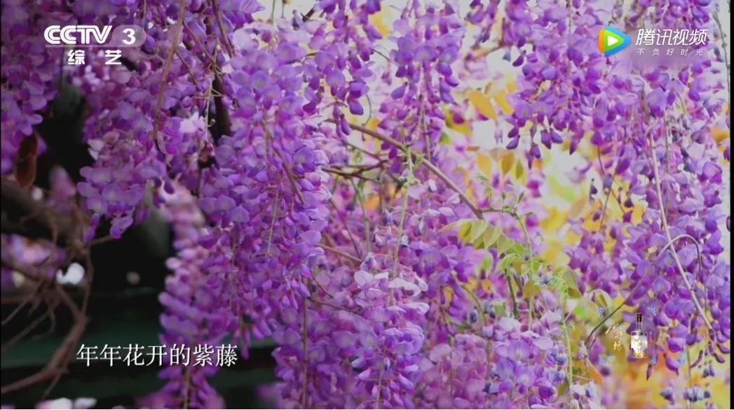 这株四百多年的紫藤，背后是整个江南园林