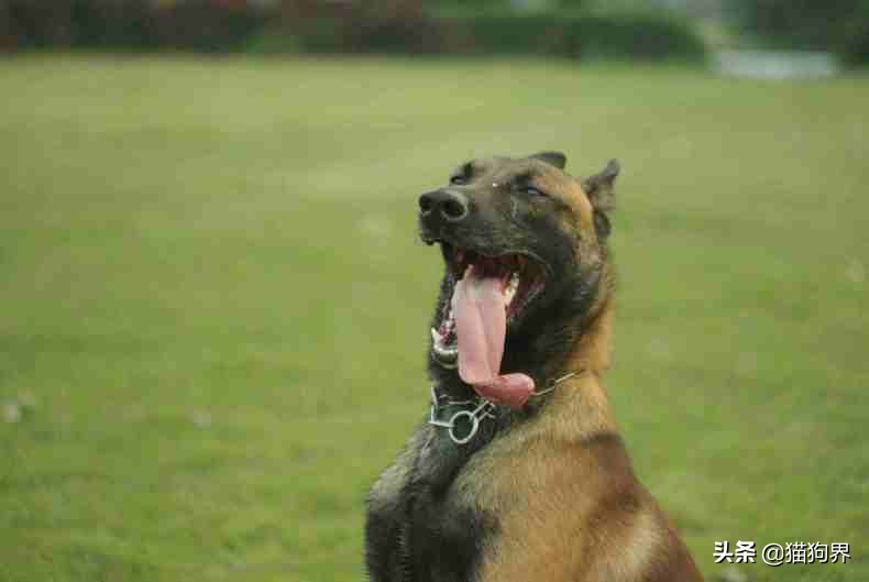 据说马犬有着悠久的历史？要如何训练它们#狗狗大明星#