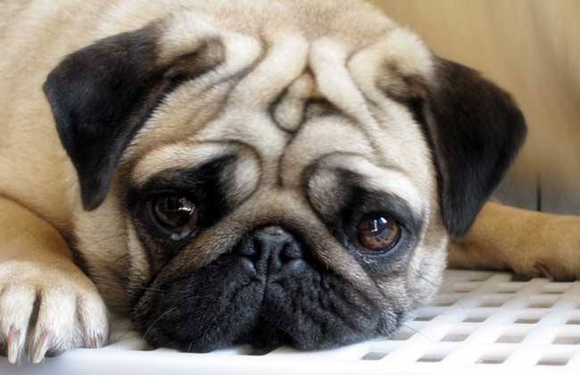 不容易掉毛无体味的小型犬,掉毛少体味小的中小型犬