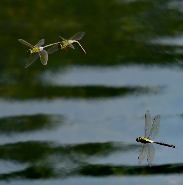 为什么蜻蜓不会杂交,蜻蜓为什么是两性生殖