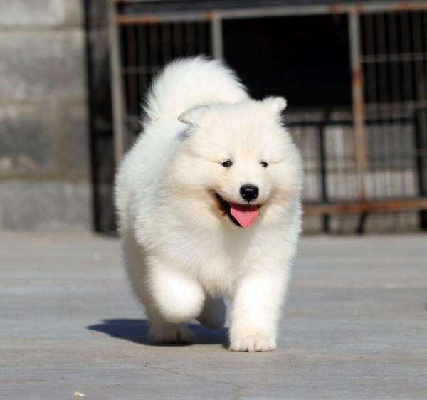 微笑天使萨摩耶剃完毛,微笑天使萨摩耶