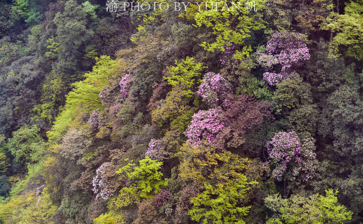 金佛山环山自驾,五一去金佛山最佳路线