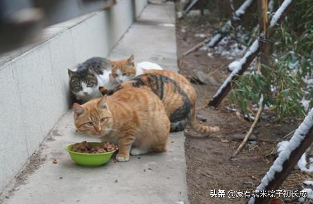 购买一只宠物猫购买前的选择过程,购买猫咪一般在网上哪里卖