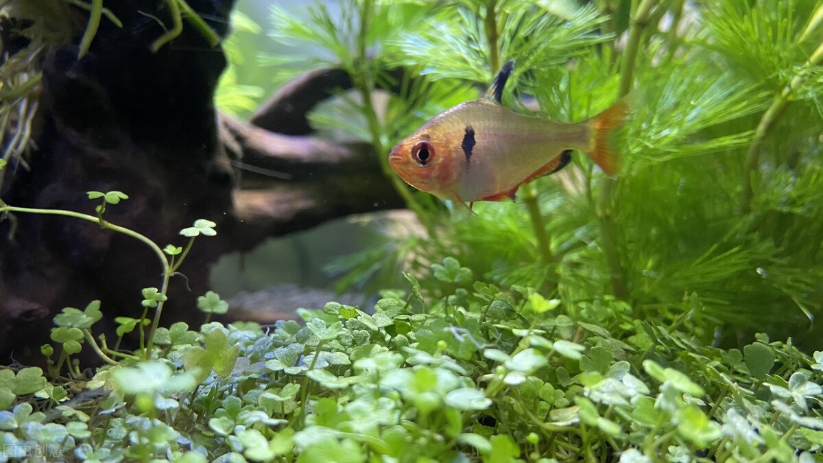 在买金鱼时买什么样的金鱼最合适,如何挑选健康的金鱼的技巧