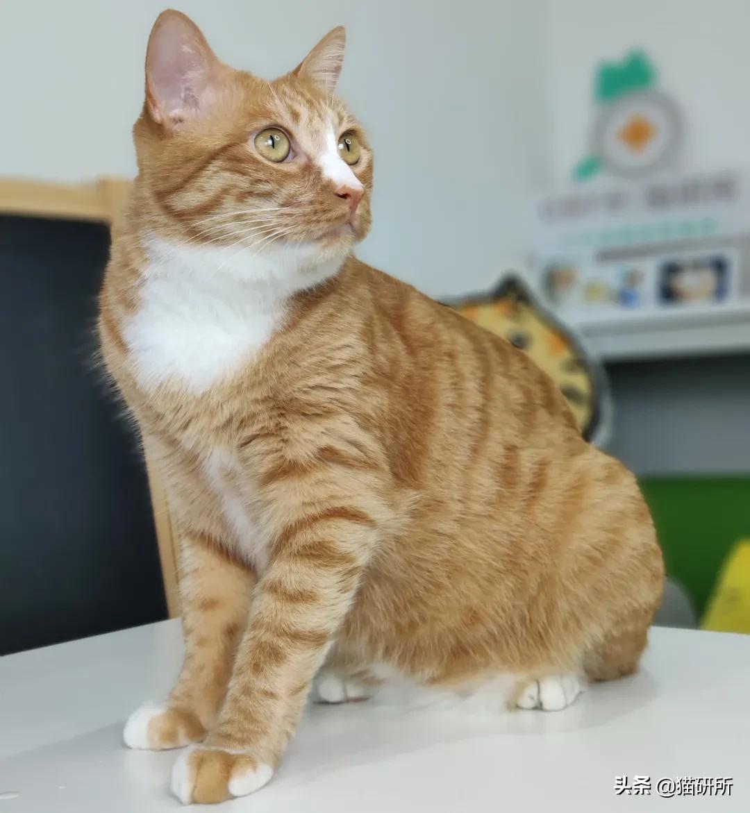 猫咪身上不同的味道代表什么,为什么猫咪的眼睛有不同颜色