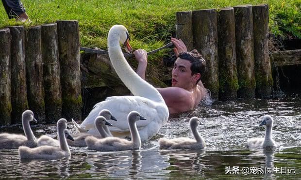 当“村霸鹅”前往英国,会不会有另一副景象?鹅:现在请叫我国霸