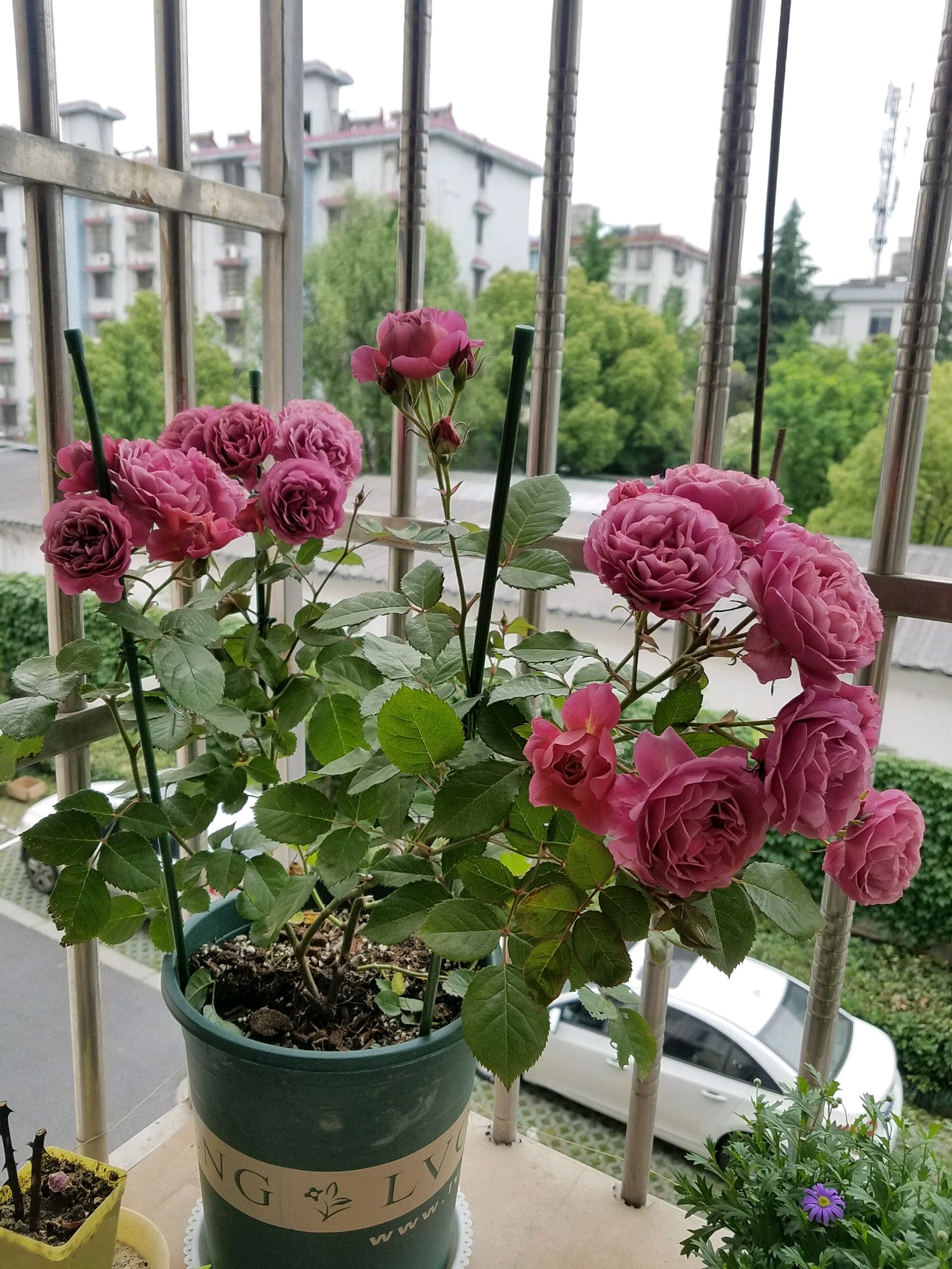 阳台养花适合家庭种植的花卉图鉴,阳台养花品种推荐不生虫