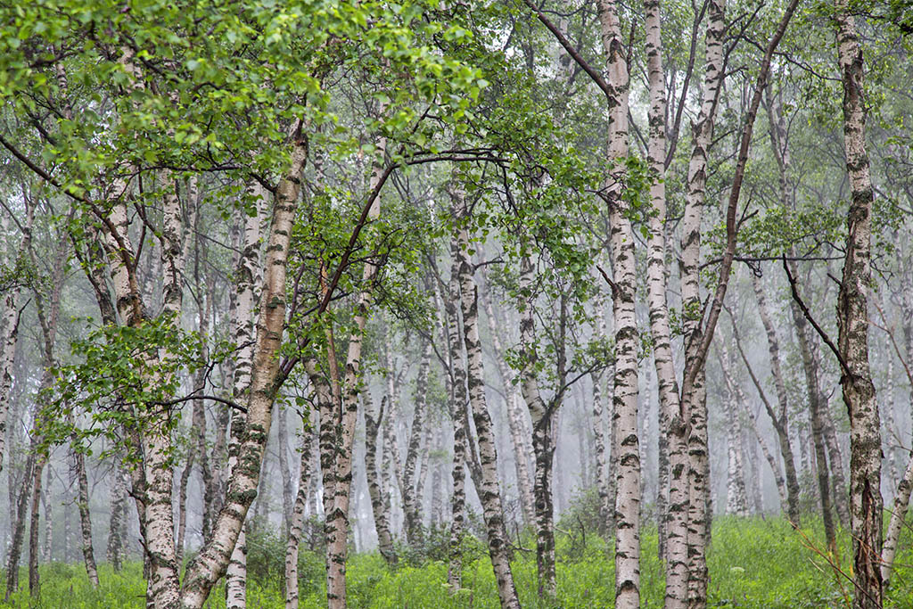 河北承德坝上草原京北第一草原,京北第一草原和坝上草原嘉年华