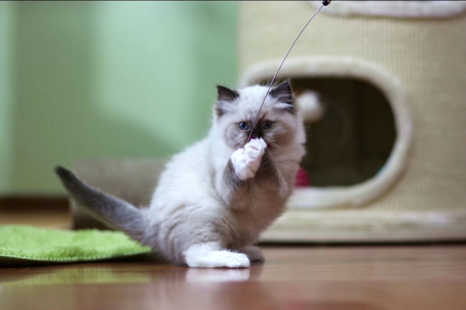 开猫舍店需要准备什么,开猫舍赚钱吗