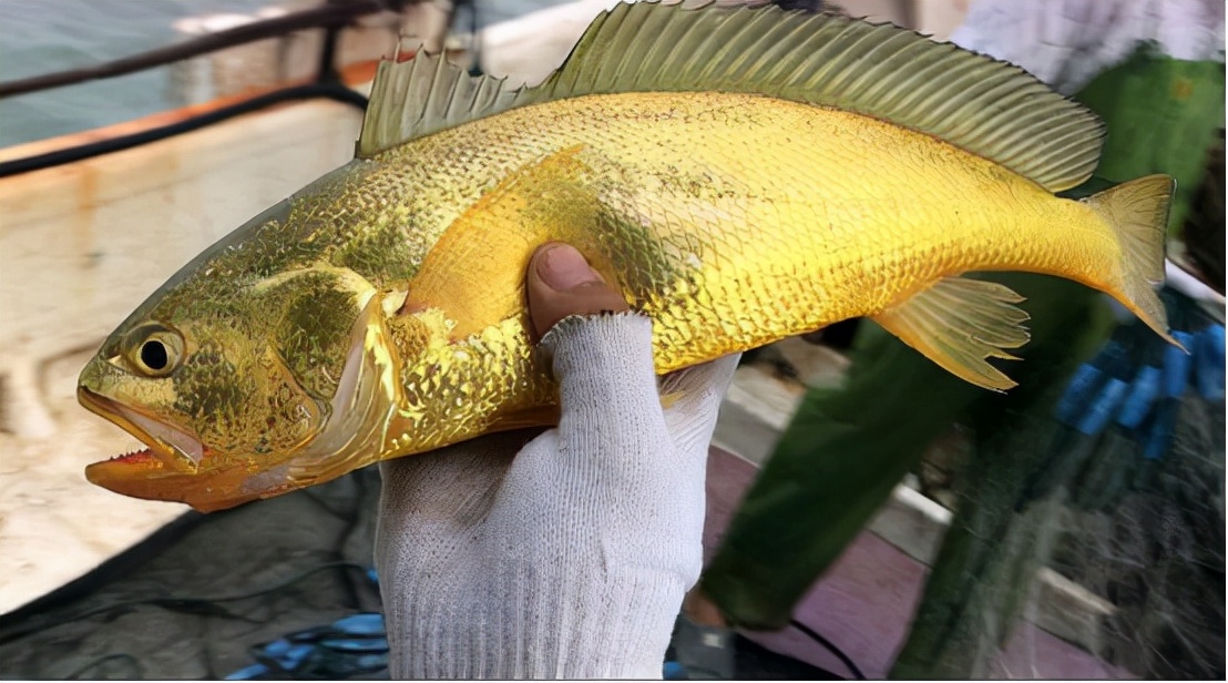 象山渔民捕到野生大黄鱼怎么处理,象山野生大黄鱼2000公斤