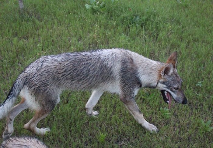 主人听见狗叫后推窗,却看见院中竟有两匹狼,报警后才知其身份
