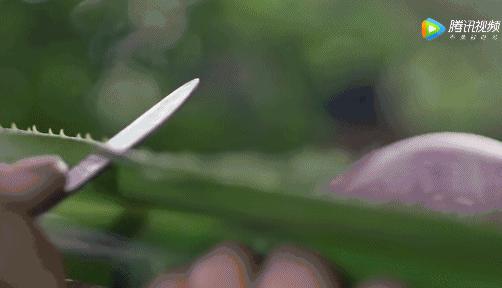 所有人都想请他来东莞拍「肉戏」