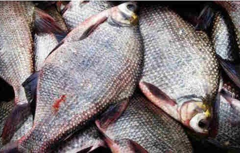 閽撻硦楸艰鎬庝箞閽撴墠濂介挀瑙嗛,鍐ぉ閲庨挀槌婇奔鎬庝箞鏍烽挀瑙嗛