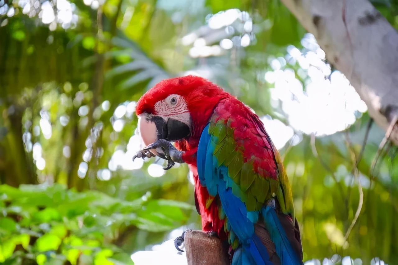 暑假带娃去广州长隆野生动物世界,研学亲子游广州长隆野生动物园