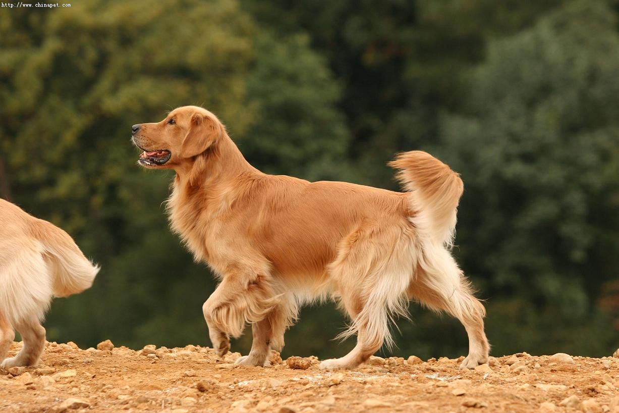 金毛如何分辨是纯种还是混种,怎样辨别纯种金毛和普通金毛