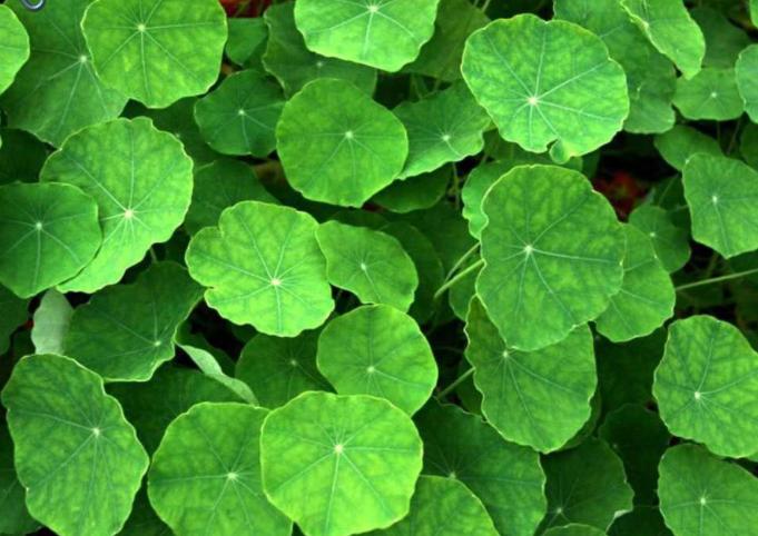 30年前，路边1种积雪草，还是次等猪食，如今却成网红“美容草”