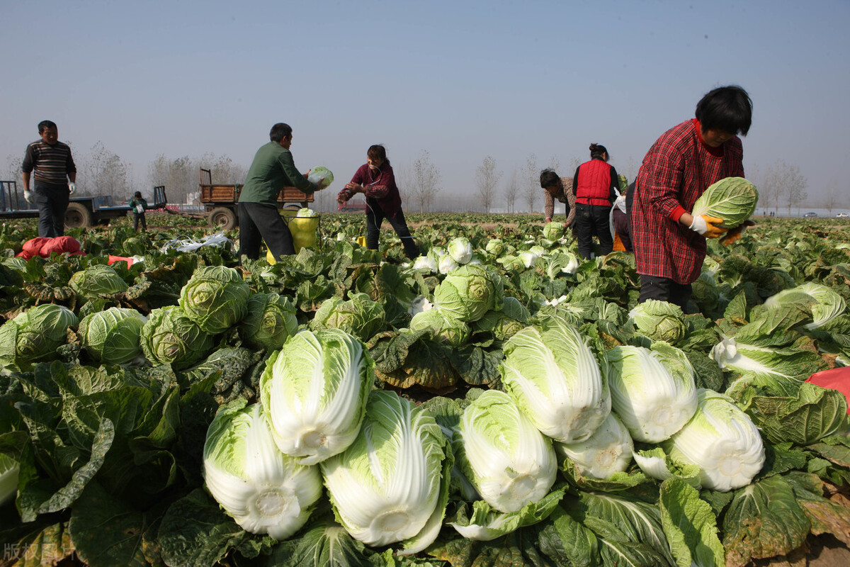农村养殖干什么最挣钱,农村养殖哪些行业赚钱多
