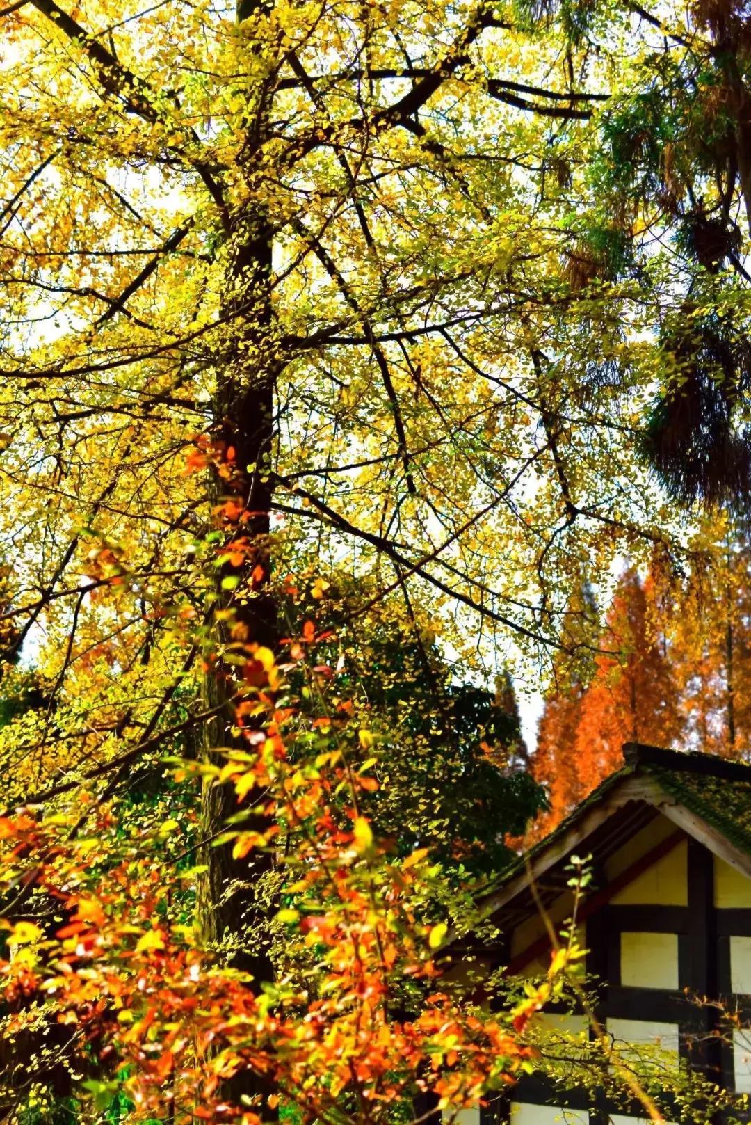 武侯银杏,武侯看银杏最好的地方