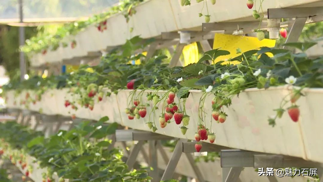 石屏坝心摘草莓,石屏草莓采摘园