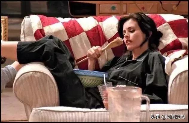 养宠物的哪个瞬间让你最崩溃,养宠物的24个扎心日常