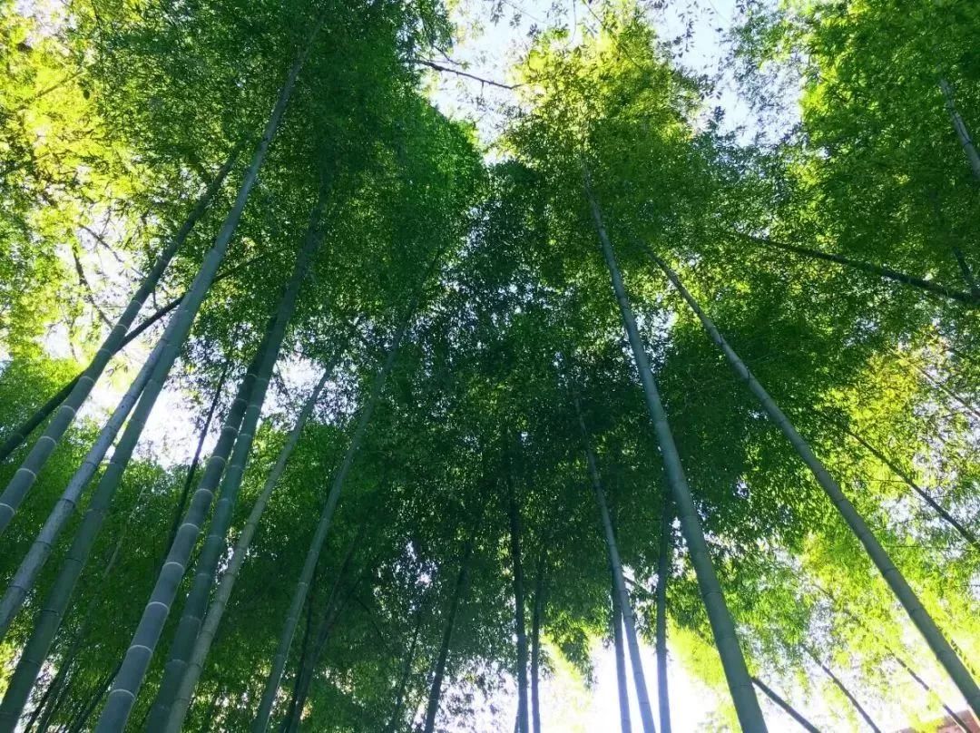 清凉竹海有什么好玩的地方,清凉避暑好去处竹林边唱歌等你