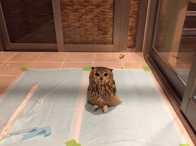 养猫头鹰不好吗,养猫头鹰有什么问题吗