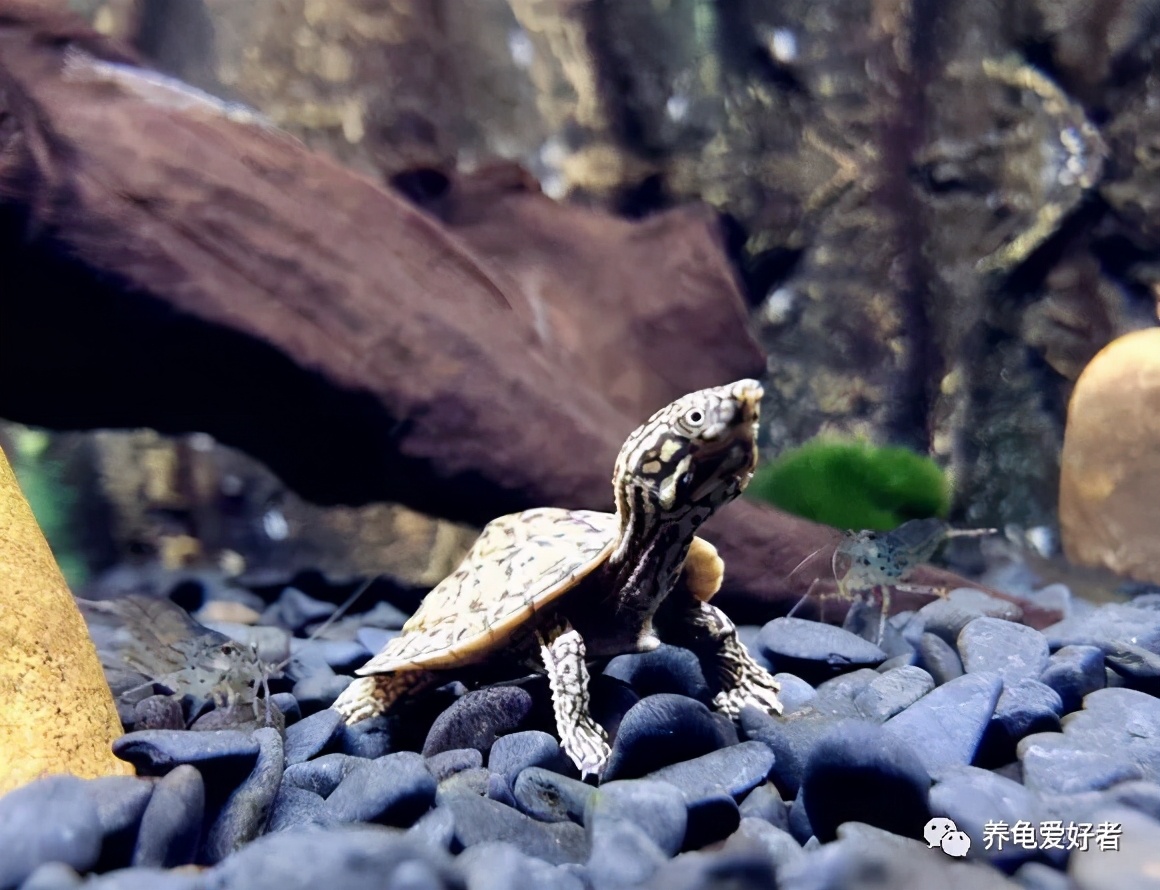 龟死亡的三大原因,龟死了的8个预兆