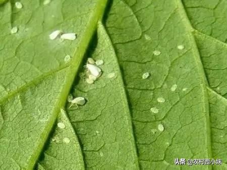 黄瓜白粉虱用什么药,黄瓜粉虱虫害