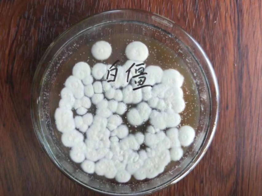 白僵菌怎么治地下害虫,白僵菌治韭蛆使用方法