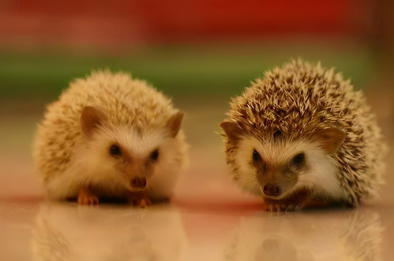 刺猬的自然繁育方式,刺猬的繁殖方式是什么