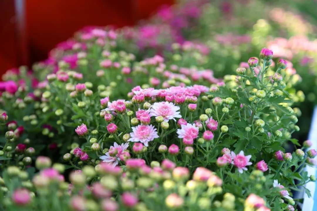 一招治愈脾胃特效药,调理脾胃治百病药方