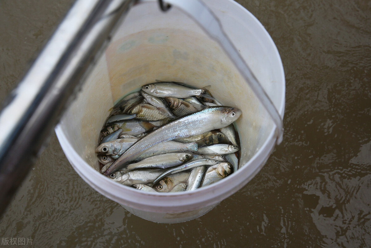 麦鲮侵入南方水系，30年成“珠江一哥”，真比罗非鱼还难缠？